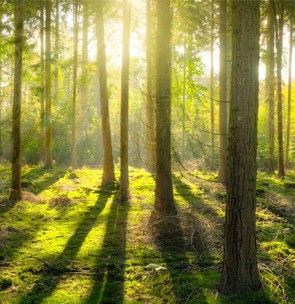 Why are Trees Significant for Sustainable Development?